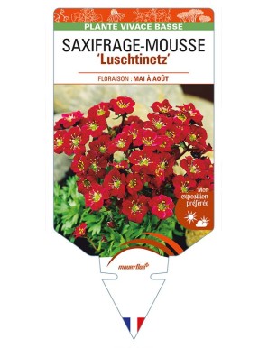 SAXIFRAGA arendsii 'Luschtinetz' voir SAXIFRAGE-MOUSSE