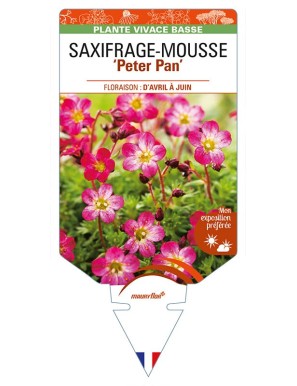 SAXIFRAGA arendsii 'Peter Pan' voir SAXIFRAGE-MOUSSE