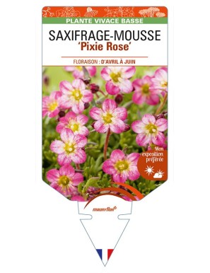 SAXIFRAGA arendsii 'Pixie Rose' voir SAXIFRAGE-MOUSSE