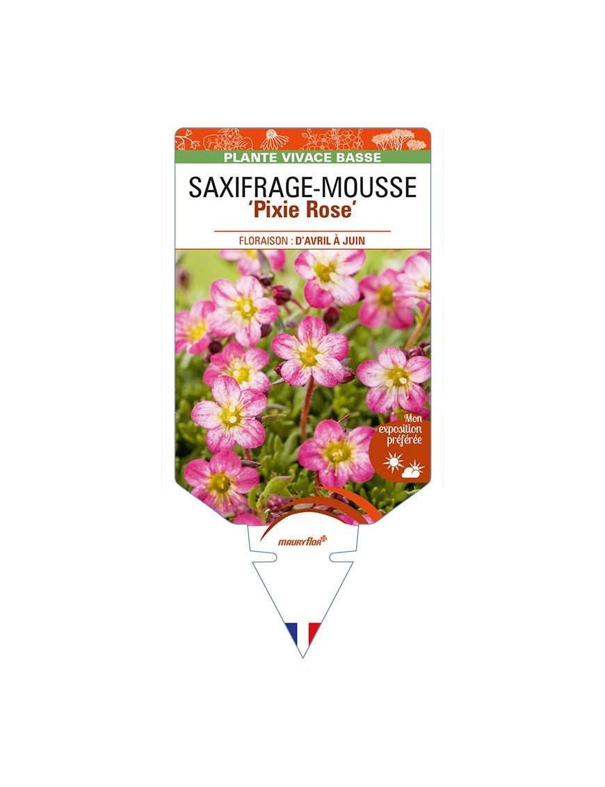 SAXIFRAGA arendsii 'Pixie Rose' voir SAXIFRAGE-MOUSSE