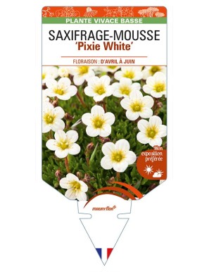 SAXIFRAGA arendsii 'Pixie White' voir SAXIFRAGE-MOUSSE