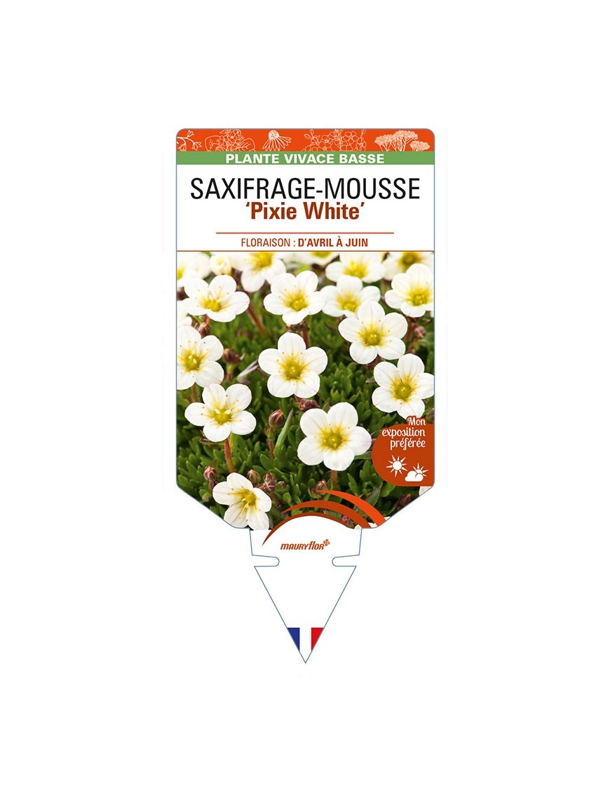 SAXIFRAGA arendsii 'Pixie White' voir SAXIFRAGE-MOUSSE