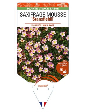 SAXIFRAGA arendsii 'Stansfieldii' voir SAXIFRAGE-MOUSSE