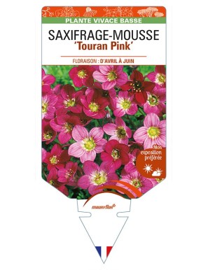 SAXIFRAGA arendsii 'Touran Pink' voir SAXIFRAGE-MOUSSE