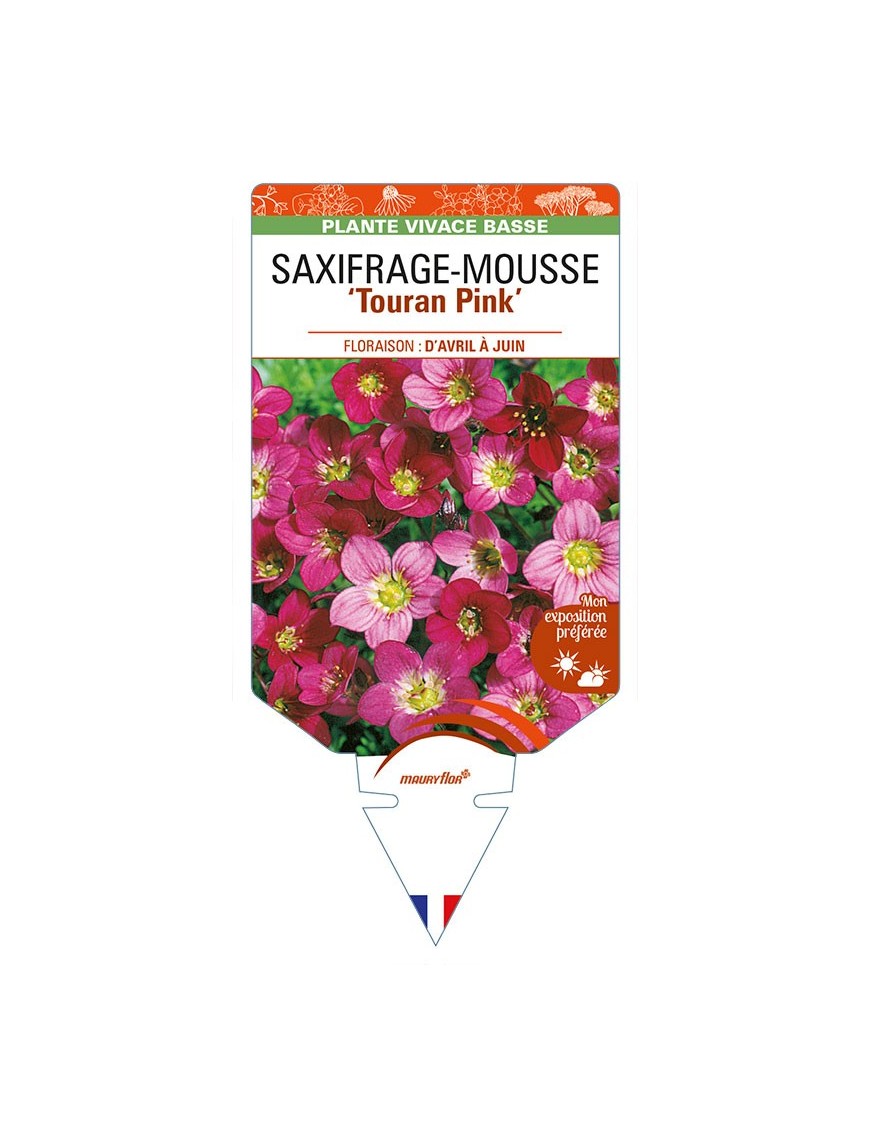 SAXIFRAGA arendsii 'Touran Pink' voir SAXIFRAGE-MOUSSE