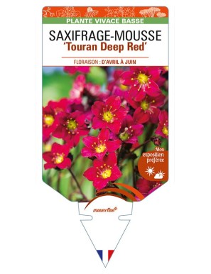 SAXIFRAGA arendsii ‘Touran Deep Red’ voir SAXIFRAGE-MOUSSE