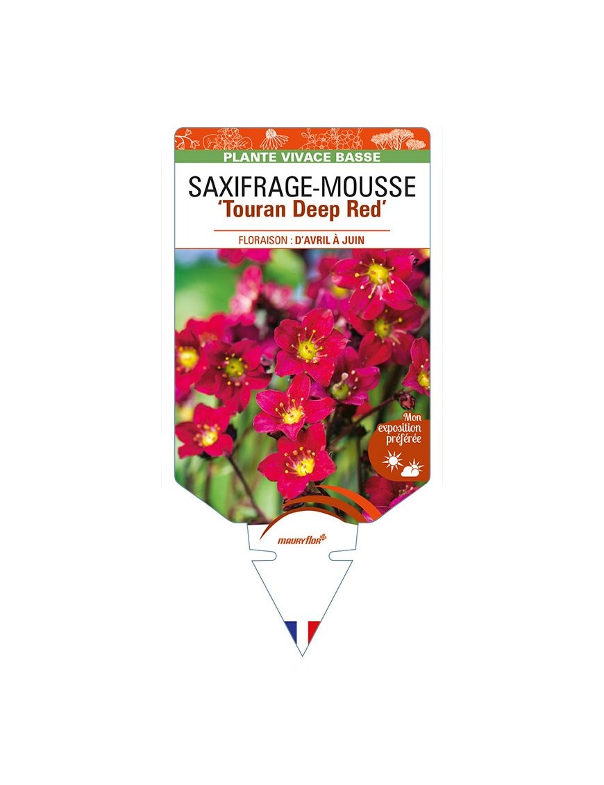 SAXIFRAGA arendsii ‘Touran Deep Red’ voir SAXIFRAGE-MOUSSE