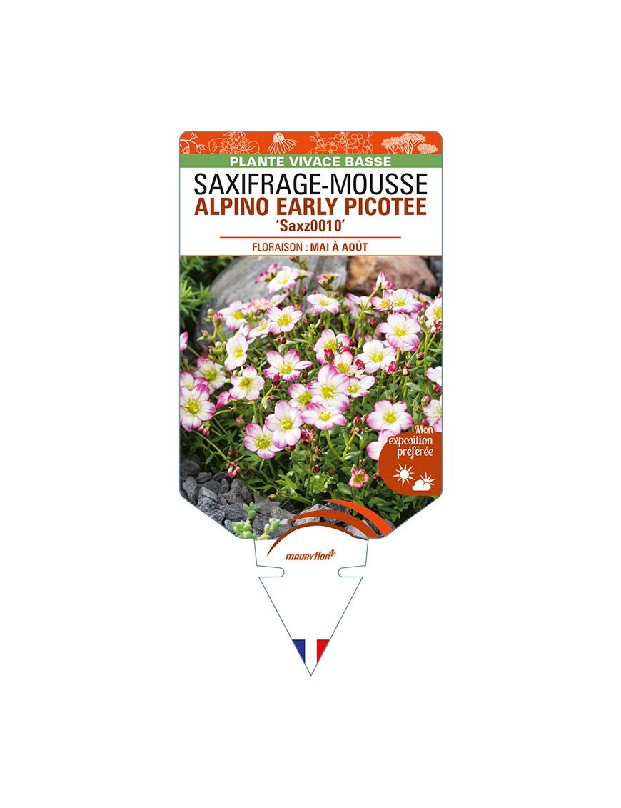 SAXIFRAGA arendsii ALPINO EARLY PICOTEE voir SAXIFRAGE-MOUSSE