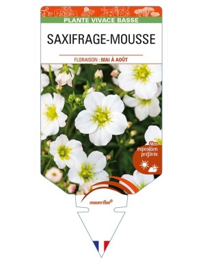 SAXIFRAGA arendsii blanc voir SAXIFRAGE-MOUSSE