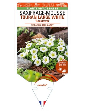 SAXIFRAGA arendsii TOURAN LARGE WHITE 'Rocklawhi' voir SAXIFRAGE-MOUSSE