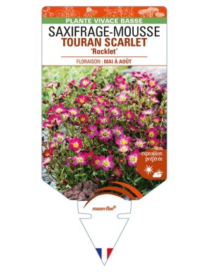 SAXIFRAGA arendsii TOURAN SCARLET 'Rocklet' voir SAXIFRAGE-MOUSSE