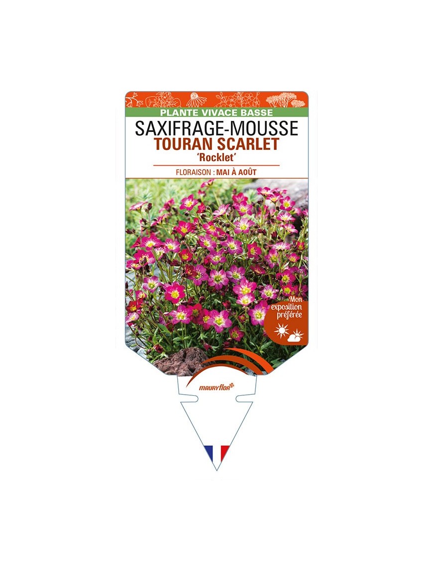 SAXIFRAGA arendsii TOURAN SCARLET 'Rocklet' voir SAXIFRAGE-MOUSSE