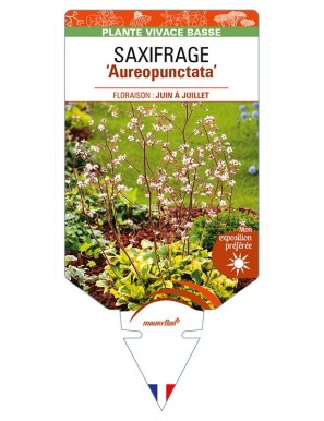 SAXIFRAGA x urbium 'Aureopunctata' voir SAXIFRAGE