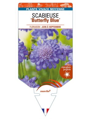 SCABIOSA columbaria 'Butterfly Blue' voir SCABIEUSE
