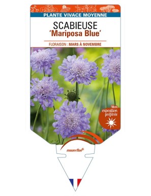 SCABIOSA columbaria 'Mariposa Blue' voir SCABIEUSE