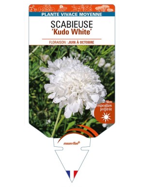 SCABIOSA incisa 'Kudo White' voir SCABIEUSE