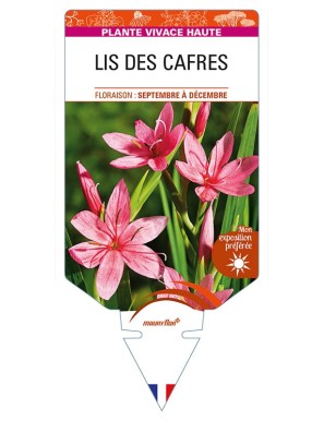 SCHIZOSTYLIS coccinea (rose) voir LIS DES CAFRES