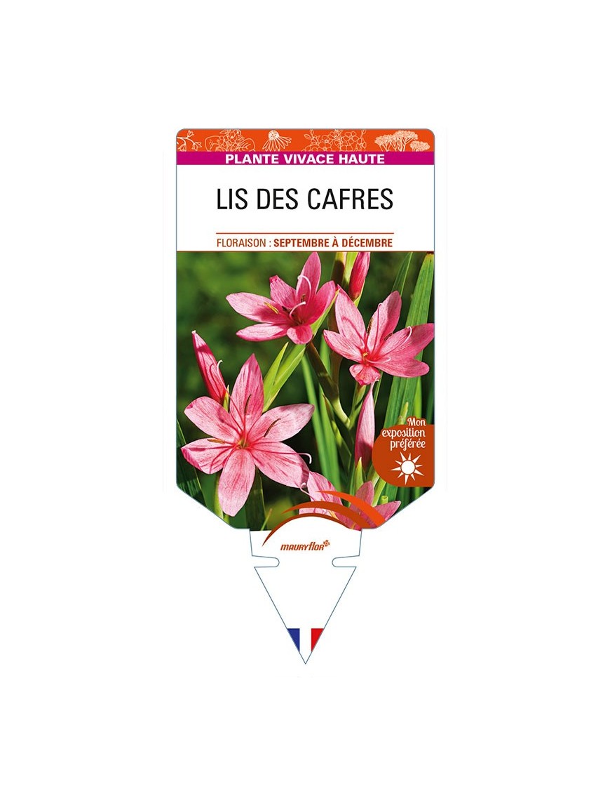 SCHIZOSTYLIS coccinea (rose) voir LIS DES CAFRES