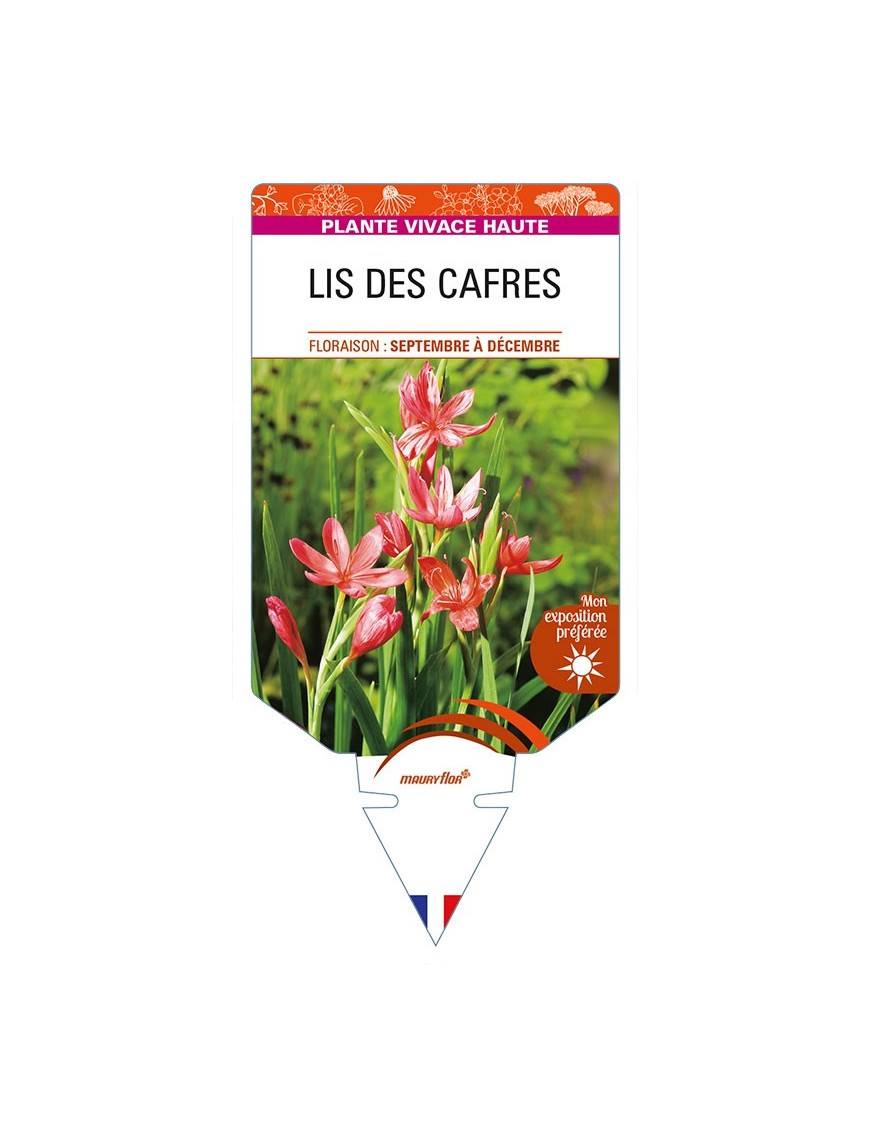 SCHIZOSTYLIS coccinea voir LIS DES CAFRES (rouge)