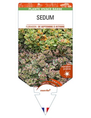 SEDUM