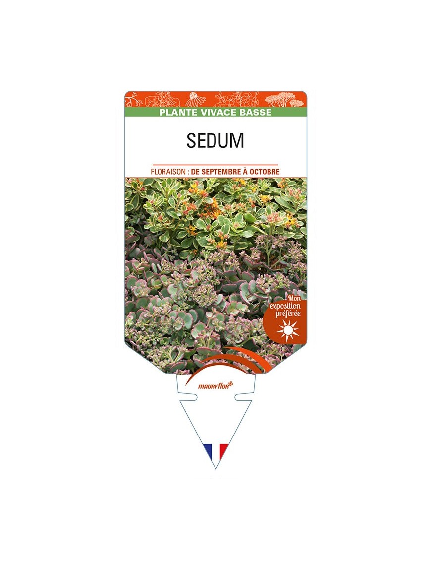 SEDUM