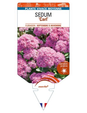 SEDUM 'Carl'