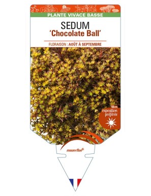 SEDUM 'Chocolate Ball'