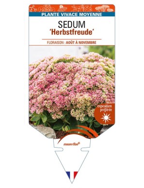 SEDUM 'Herbstfreude'