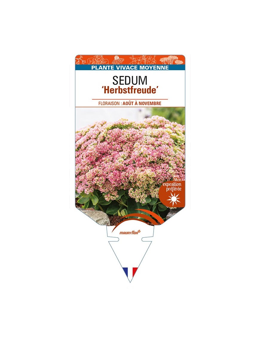 SEDUM 'Herbstfreude'