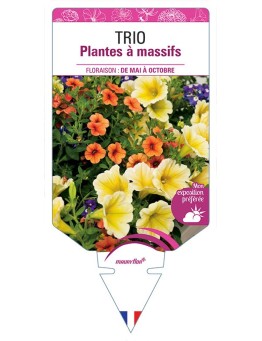 TRIO PLANTES À MASSIFS