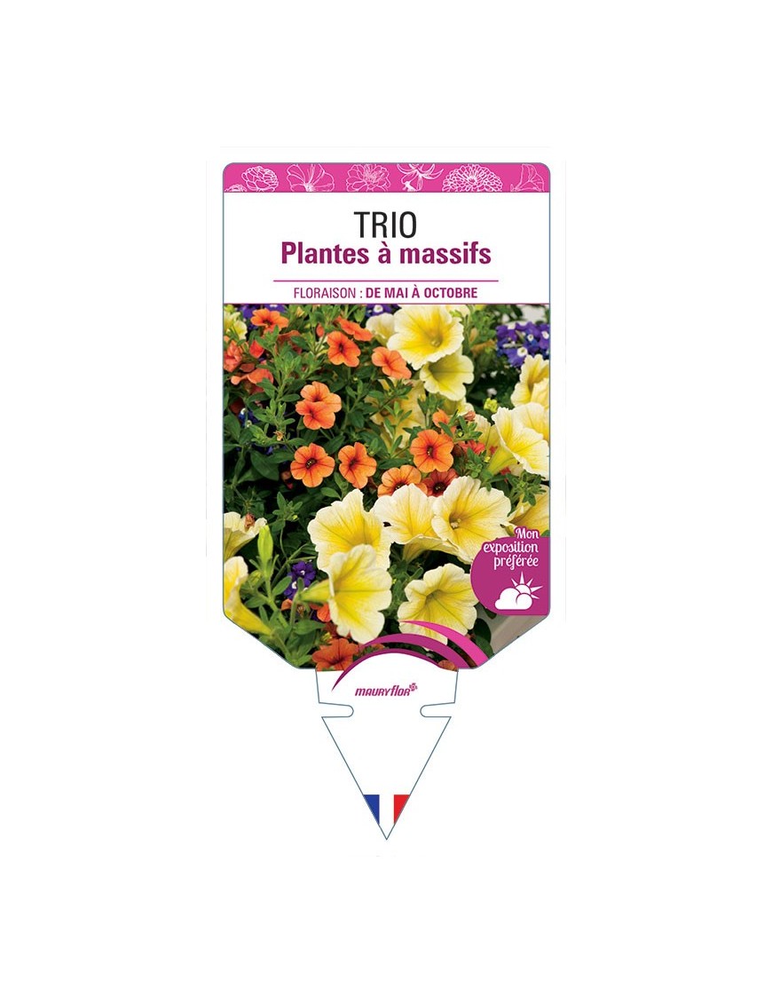 TRIO PLANTES À MASSIFS