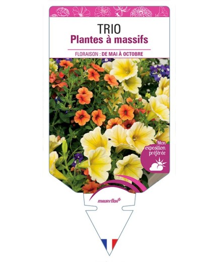 TRIO PLANTES À MASSIFS