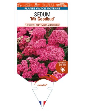 SEDUM 'Mr Goodbud'