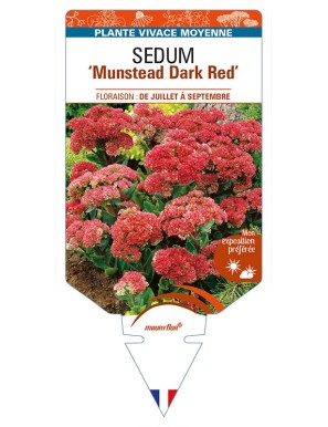 SEDUM 'Munstead Dark Red'