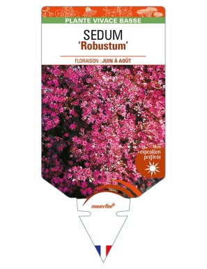 SEDUM 'Robustum'