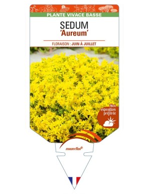 SEDUM (acre) 'Aureum'