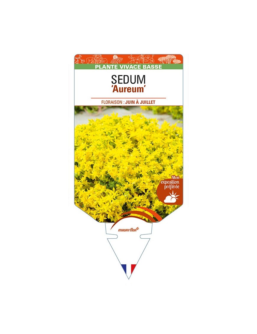 SEDUM (acre) 'Aureum'