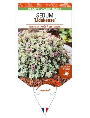 SEDUM (cauticola) 'Lidakense'