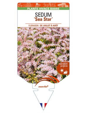 SEDUM (pulchellum) 'Sea Star'