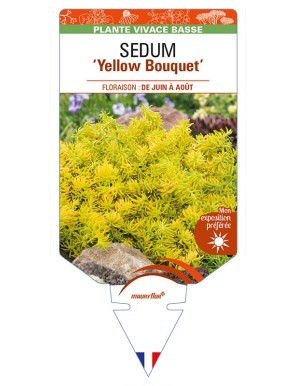 SEDUM (reflexum) 'Yellow Bouquet'