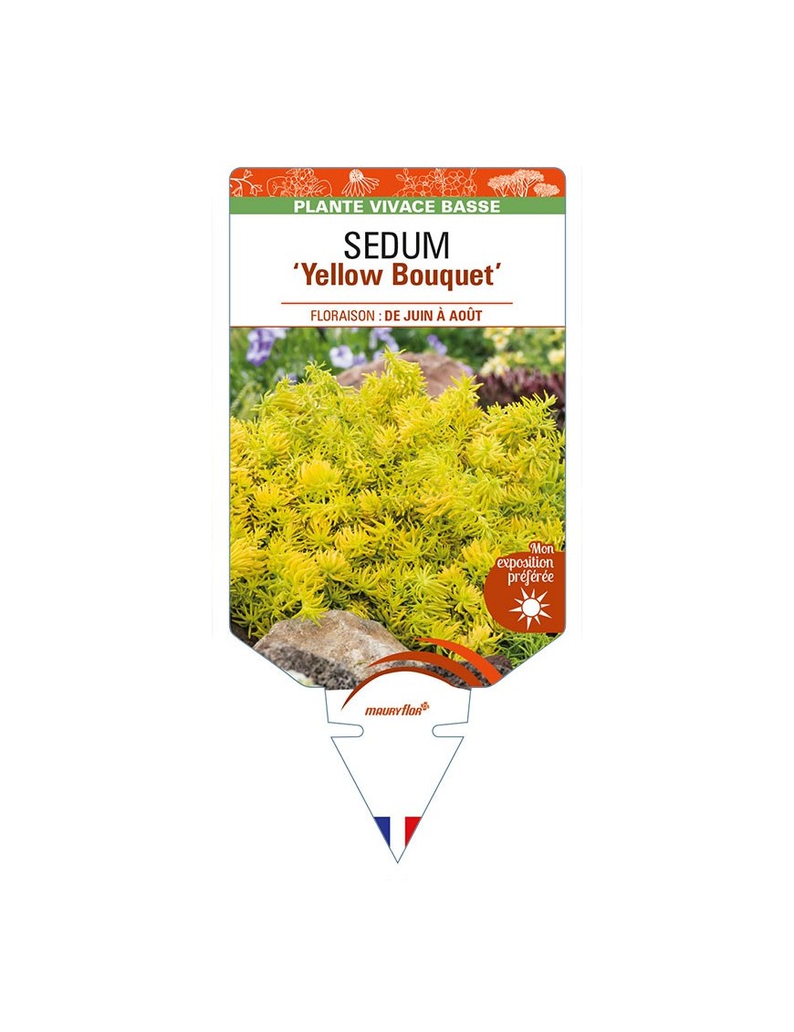 SEDUM (reflexum) 'Yellow Bouquet'