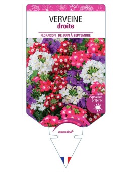 VERVEINE DROITE