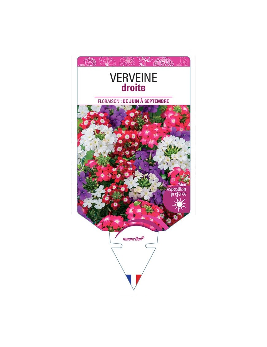 VERVEINE DROITE