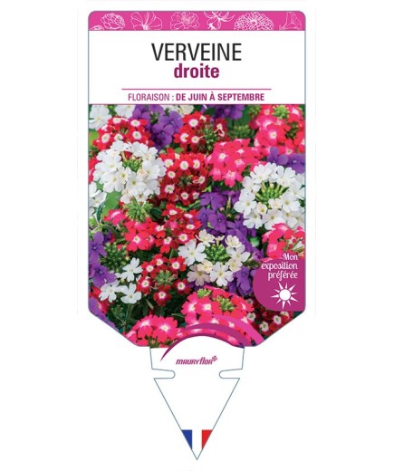 VERVEINE DROITE
