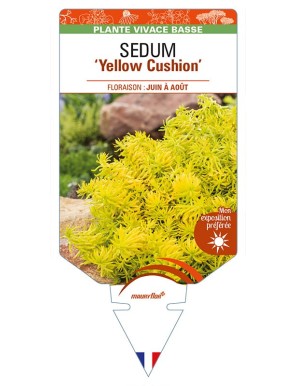SEDUM (reflexum) 'Yellow Cushion'