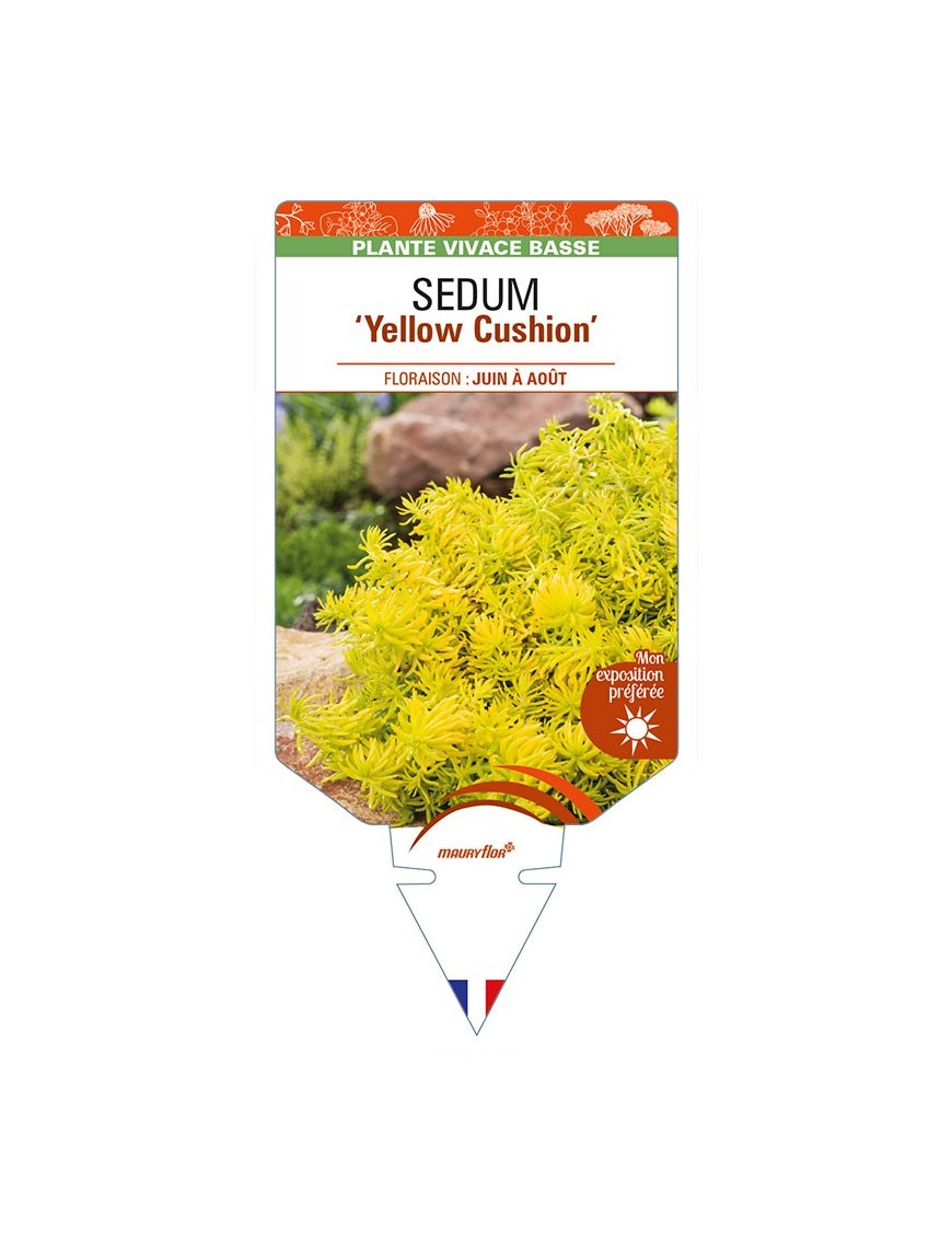 SEDUM (reflexum) 'Yellow Cushion'