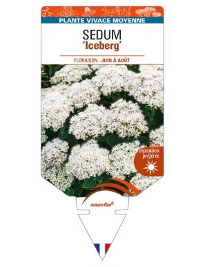 SEDUM (spectabile) 'Iceberg'