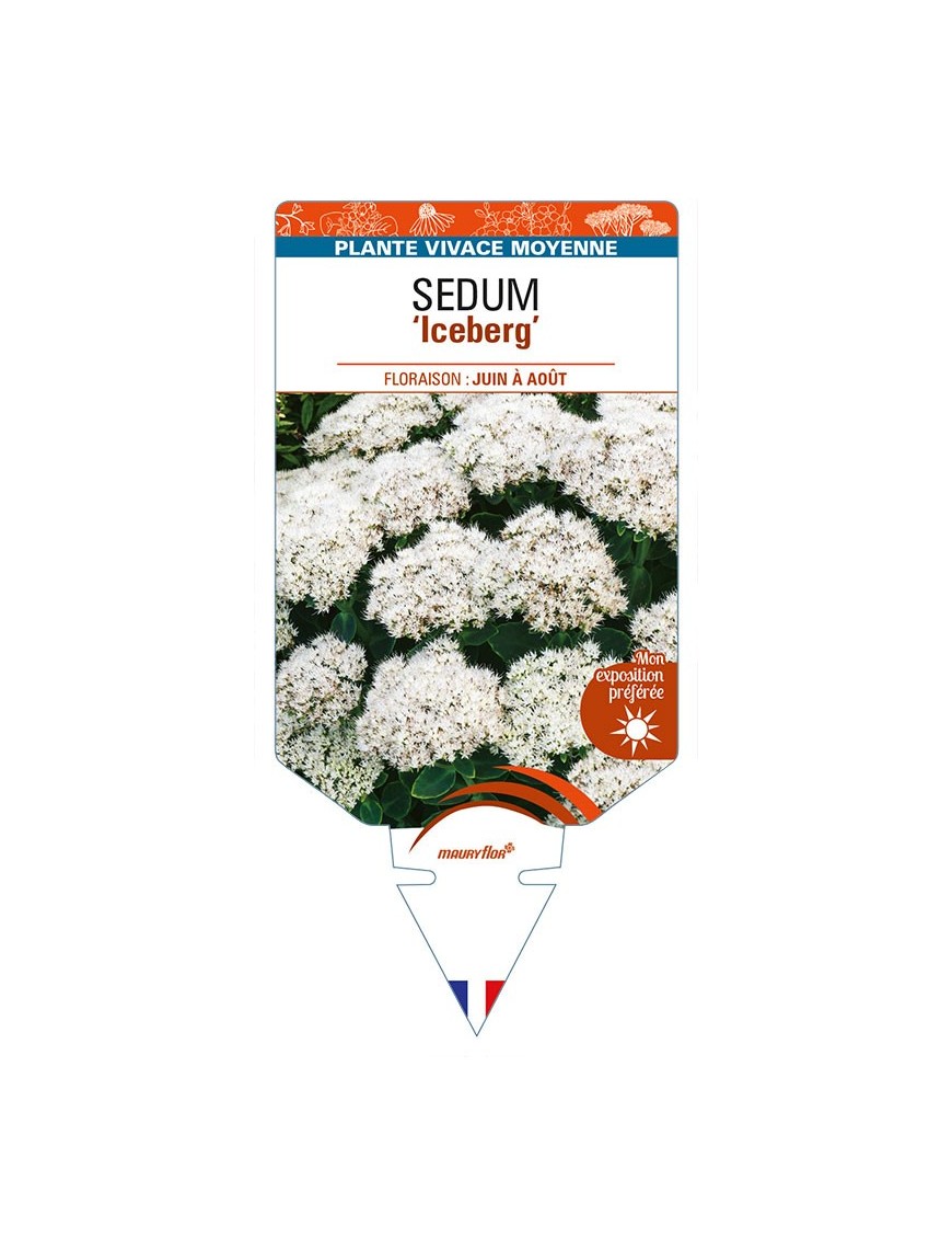 SEDUM (spectabile) 'Iceberg'