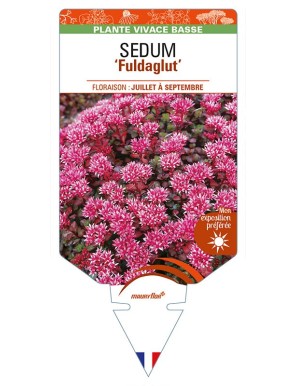 SEDUM (spurium) 'Fuldaglut'