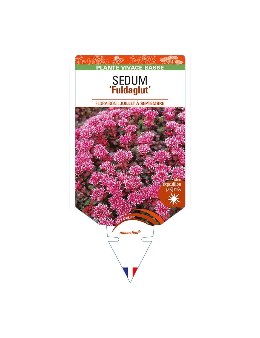 SEDUM (spurium) 'Fuldaglut'